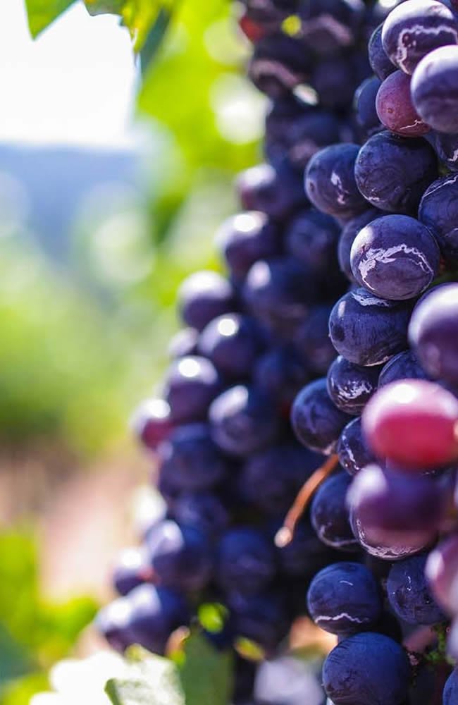 vineyard grapes